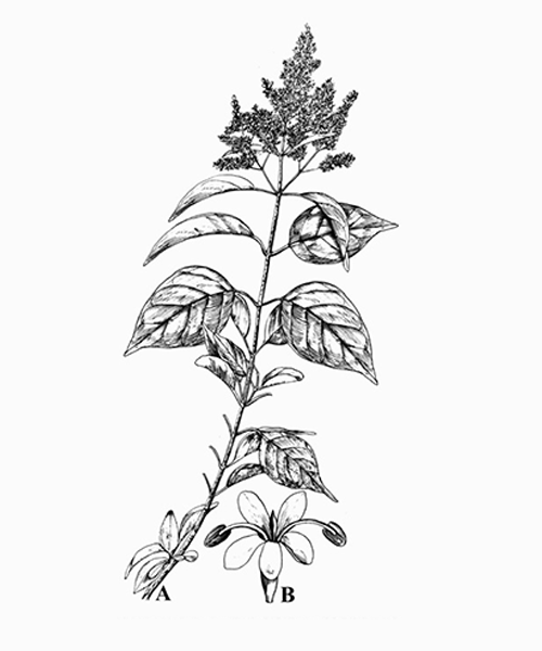 Natural compounds from  Ligustrum lucidum